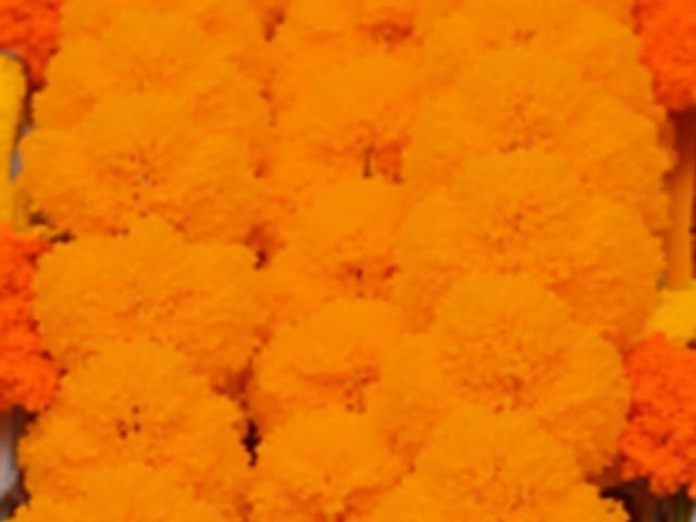 गेँदे के फूलों की माला - भारतीय त्योहारों और सजावट के लिए आदर्श